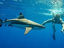 Огромная акула чуть не погубила рыбака в Приморье