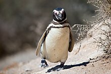 В Атлантический океан вернули магеллановых пингвинов