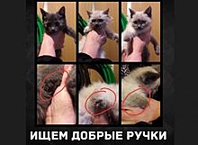 В Ноябрьске ищут дом для трех котят-инвалидов