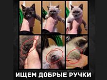 В Ноябрьске ищут дом для трех котят-инвалидов