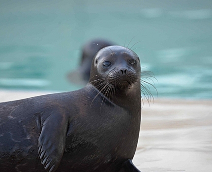 Из-за осенних штормов на берега Финского залива выбрасывает погибших тюленей