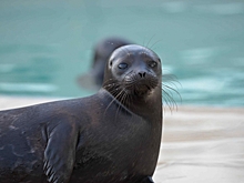 Из-за осенних штормов на берега Финского залива выбрасывает погибших тюленей