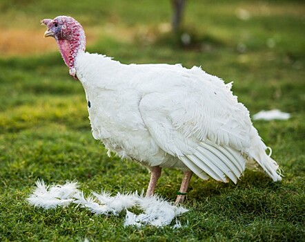 Итальянская Veronesi Holding S.p.А. расширяет производство индейки в белгородской области