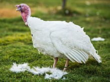 Итальянская Veronesi Holding S.p.А. расширяет производство индейки в белгородской области