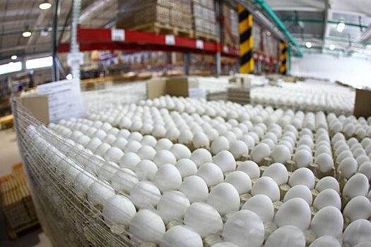 Более 100 млн штук яиц произведено в Подмосковье в январе-сентябре