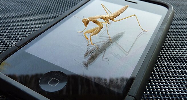 Мобильные сети заподозрили в смерти насекомых