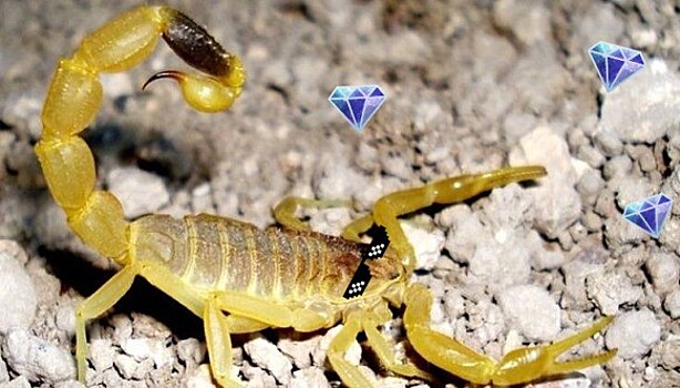 Самая дорогая жидкость в мире: яд желтого скорпиона за 696 миллионов рублей