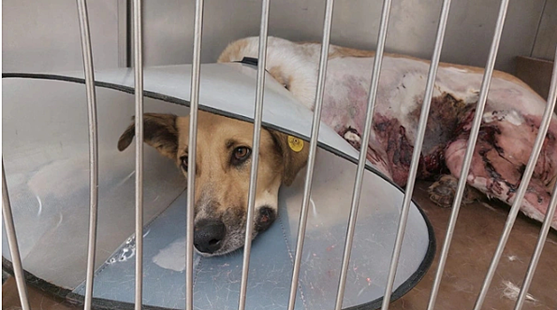 В Екатеринбурге скончалась собака Белка, в которую подростки кинули петардой