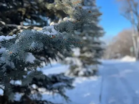 Операция "Ель": в Самарской области начали патрулировать хвойные леса в преддверии Нового года