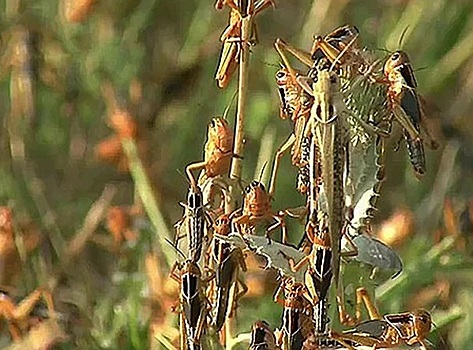 Личинки мароккской саранчи обнаружили в Ростовской области