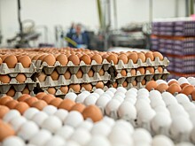 Птицефабрику «Синявинская» могут продать владельцу комплекса «Выборжец»