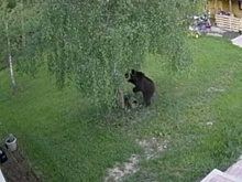 В Подмосковье заметили нашествие медведей