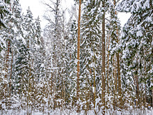 Последствия ураганов ликвидируют в лесах Беларуси