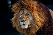 В Германии поймали сбежавших из зоопарка львов, тигров и ягуара