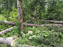 «Черные» лесорубы обесточили промпредприятия Томска