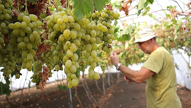 Спикер кубанского парламента призвал развивать столовые сорта винограда