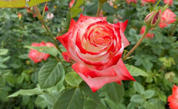 В курском парке «Патриот» вместо тюльпанов высадят розы