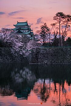 Удивительные фотографии цветущей сакуры в Японии