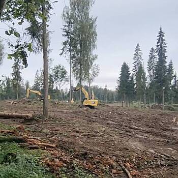 Жители Подмосковья обвинили местные власти в варварском отношении к природоохранным зонам