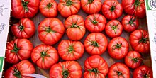 Россия сняла ограничения на поставки турецких томатов
