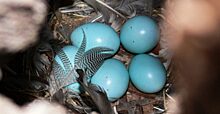 Женщина нашла в дровах голубые яйца. Она удивилась, ведь куриц у нее не было, а цвет яиц ее ввел в ступор