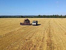 Сельхозпредприятия Удмуртии побили рекорд десятилетия по сбору зерна и урожайности