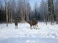 Две маленькие лосихи поселились в национальном парке "Зюраткуль"