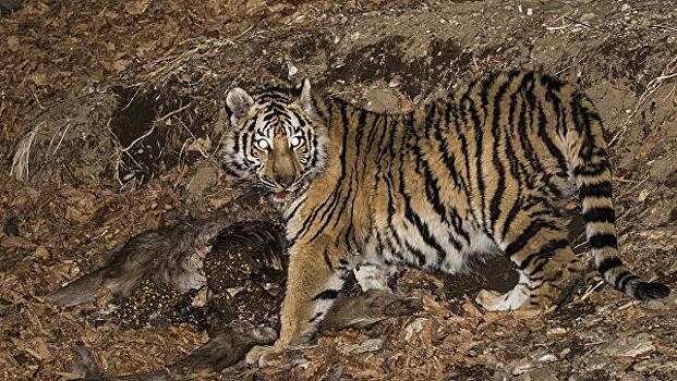 В Таиланд вернулись вымирающие тигры
