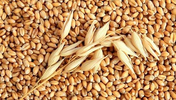 Власти регионов Сибири создадут консорциум зернового экспорта