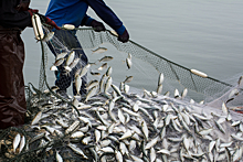 В России утвердили список рыб для вылова по квотам
