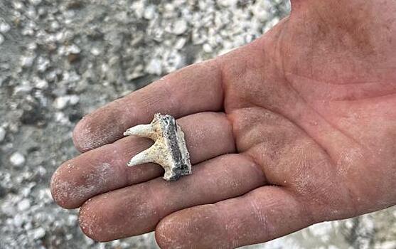 Курские палеонтологи нашли останки «саблезубой селёдки» возрастом 70 миллионов лет