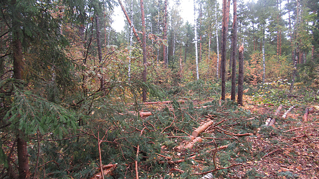 Жителю Мордовии не удалось заработать деньги на продаже 40 сосен, спиленных незаконно