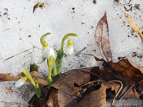 В Твери наступила ботаническая весна: первоцветы "рискнули" расцвести