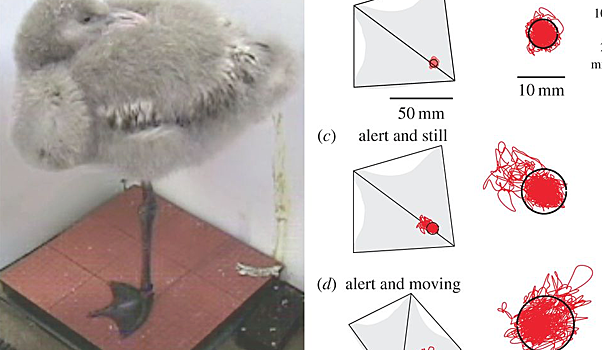 Ученые заставили мертвых фламинго стоять на одной ноге