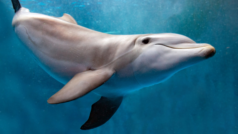 Получены первые веские доказательства, что свисты дельфинов  на самом деле слова