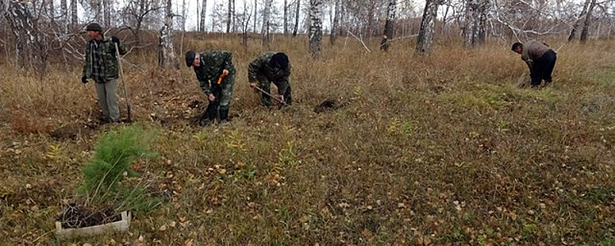 Лесопитомник приглашает омичей помочь с прополкой сосен