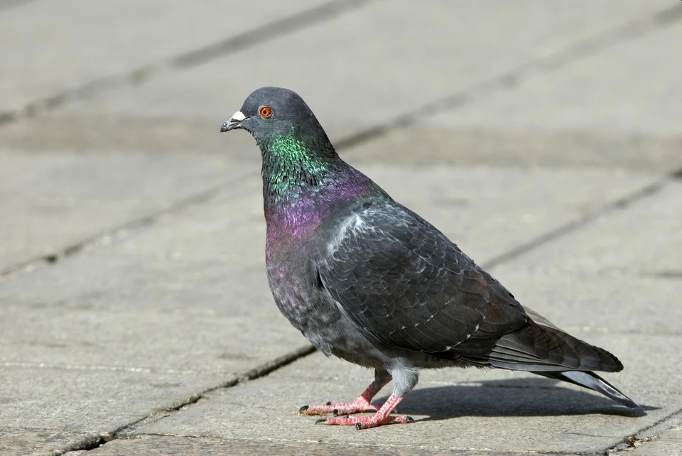 C кормившей голубей женщины потребовали 168 тыс. рублей