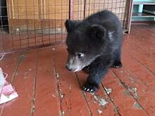 Медвежат-сирот, найденных под Красноярском, забрали в московский цирк