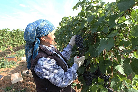 В Дагестане ожидают рекордный урожай винограда