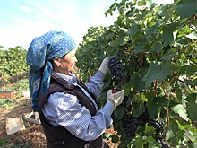 В Дагестане ожидают рекордный урожай винограда