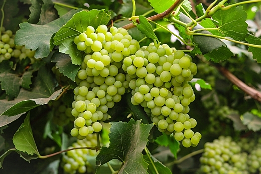 Виноград болеть не должен! Ищем самые устойчивые сорта