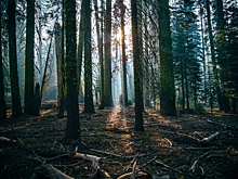 Тело пропавшего режиссера БДТ Александра Никанорова нашли в лесу под Петербургом