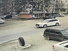 В Благовещенске ищут свидетеля ДТП, в котором погибла собака