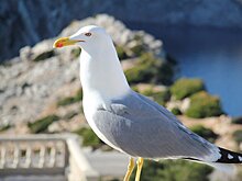 Британские ученые раскрыли секрет городских чаек