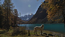 На Алтае появится единственная в мире «туристическая» порода лошадей