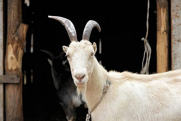 В РФ зафиксировали стремительное сокращение поголовья овец и коз