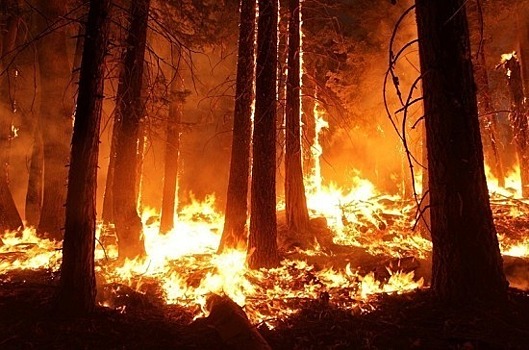 Майоров считает, что часть пожаров в Сибири организована чёрными лесорубами