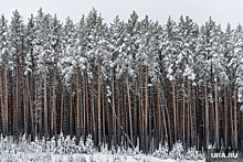 Мэр Ряшин: новый микрорайон в Ханты-Мансийске не затронет лесной массив