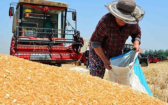 В 2018 году в Курской области было выявлено почти 36 тонн опасного зерна