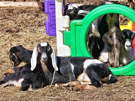 Нубийскими козами похвалились фермеры перед губернатором Новгородской области